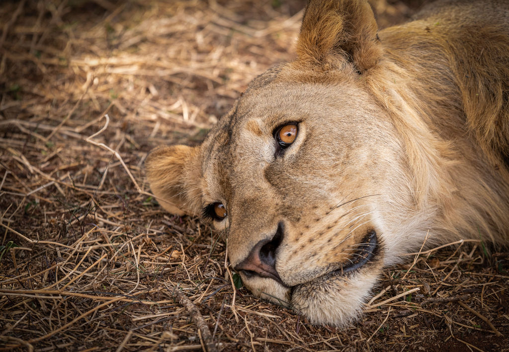 SERENGETI MIGRATION TOUR