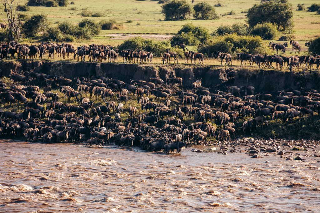 the Great Wildebeest Migration