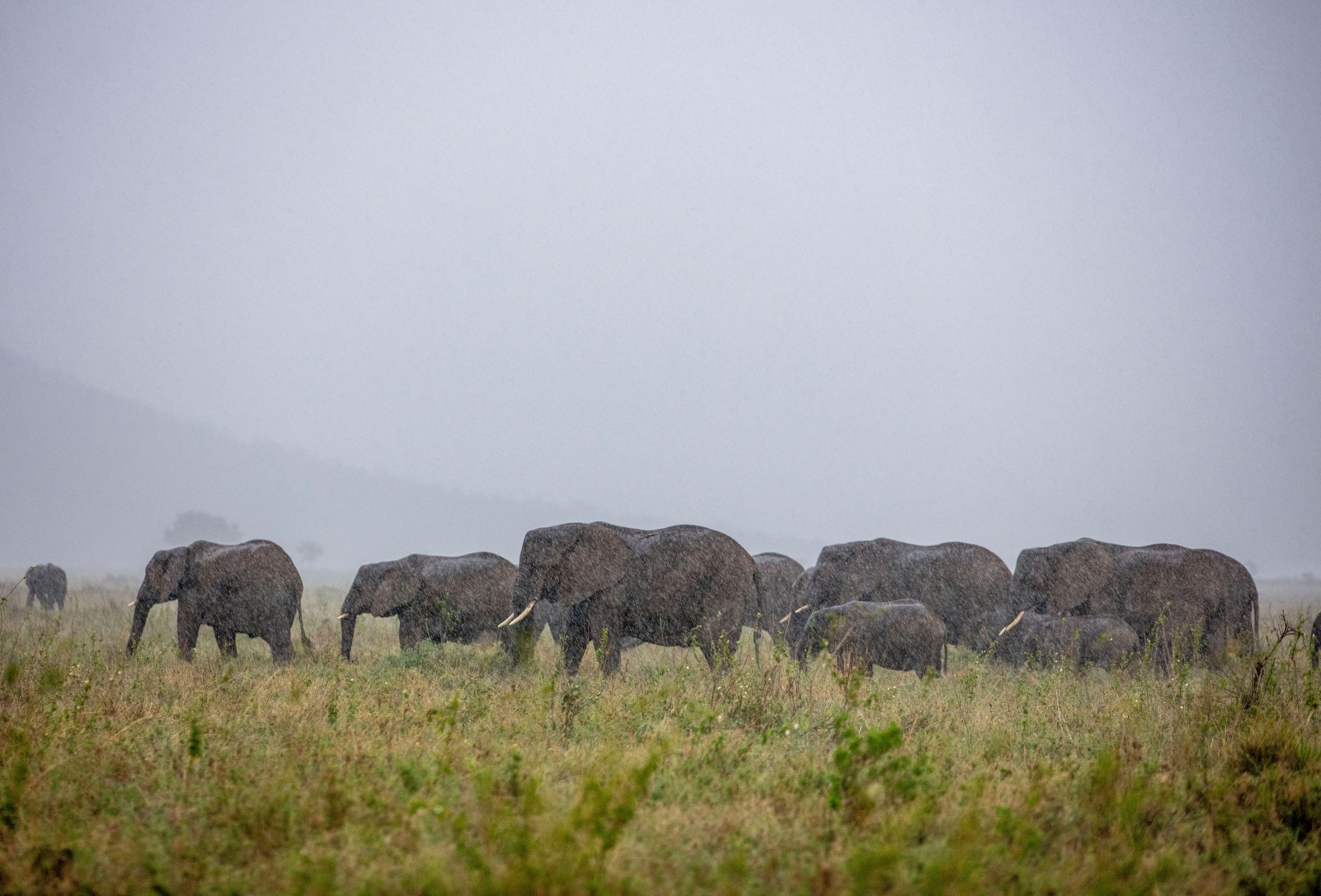 tanzania safari