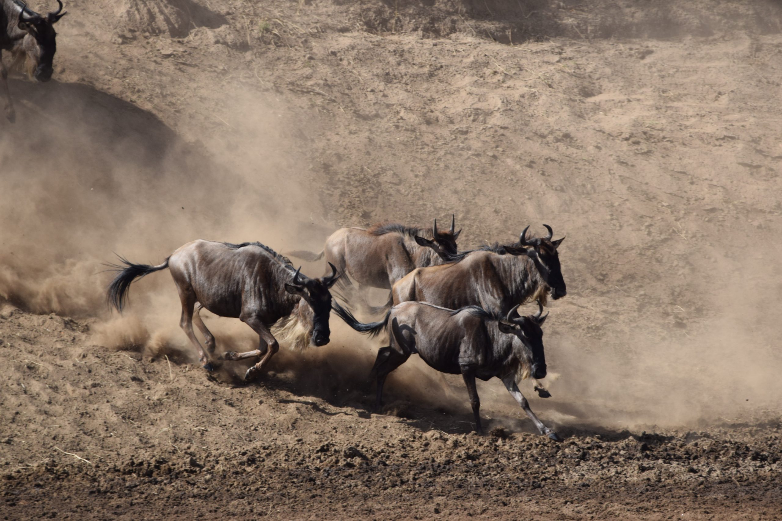 serengeti migration safari tour- mara river crossing