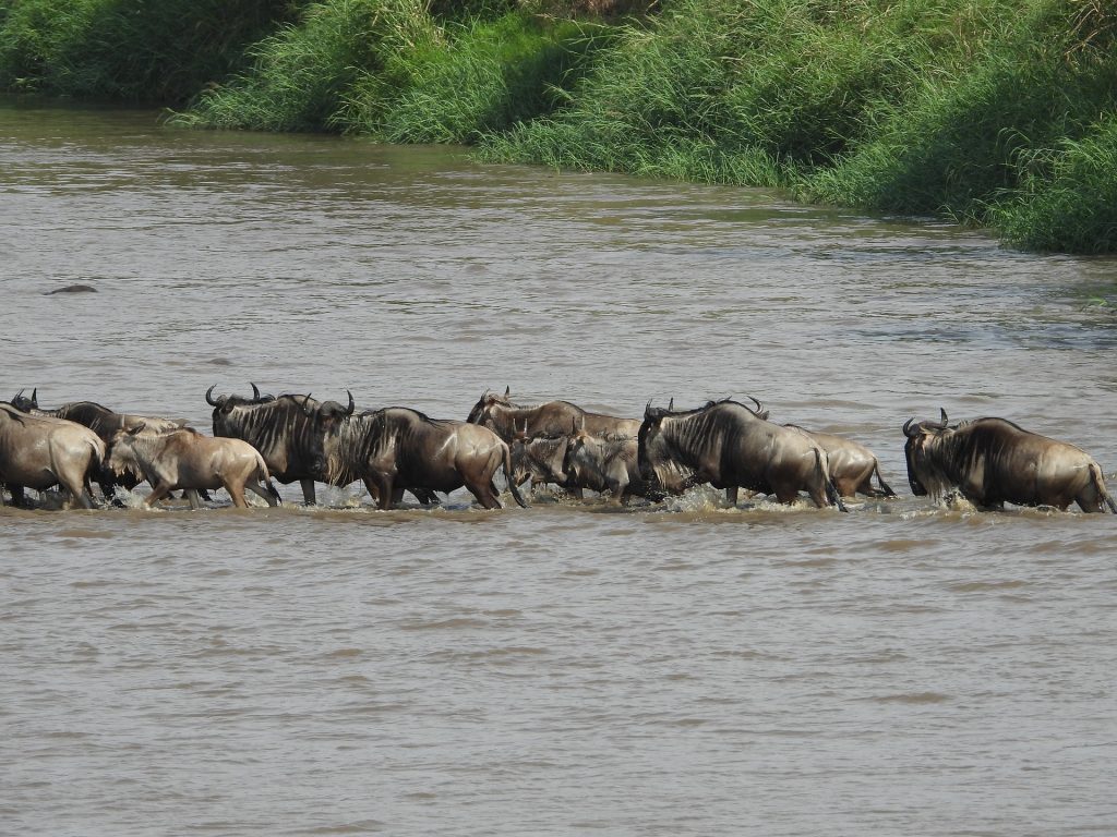 The Great Wildebeest Migration