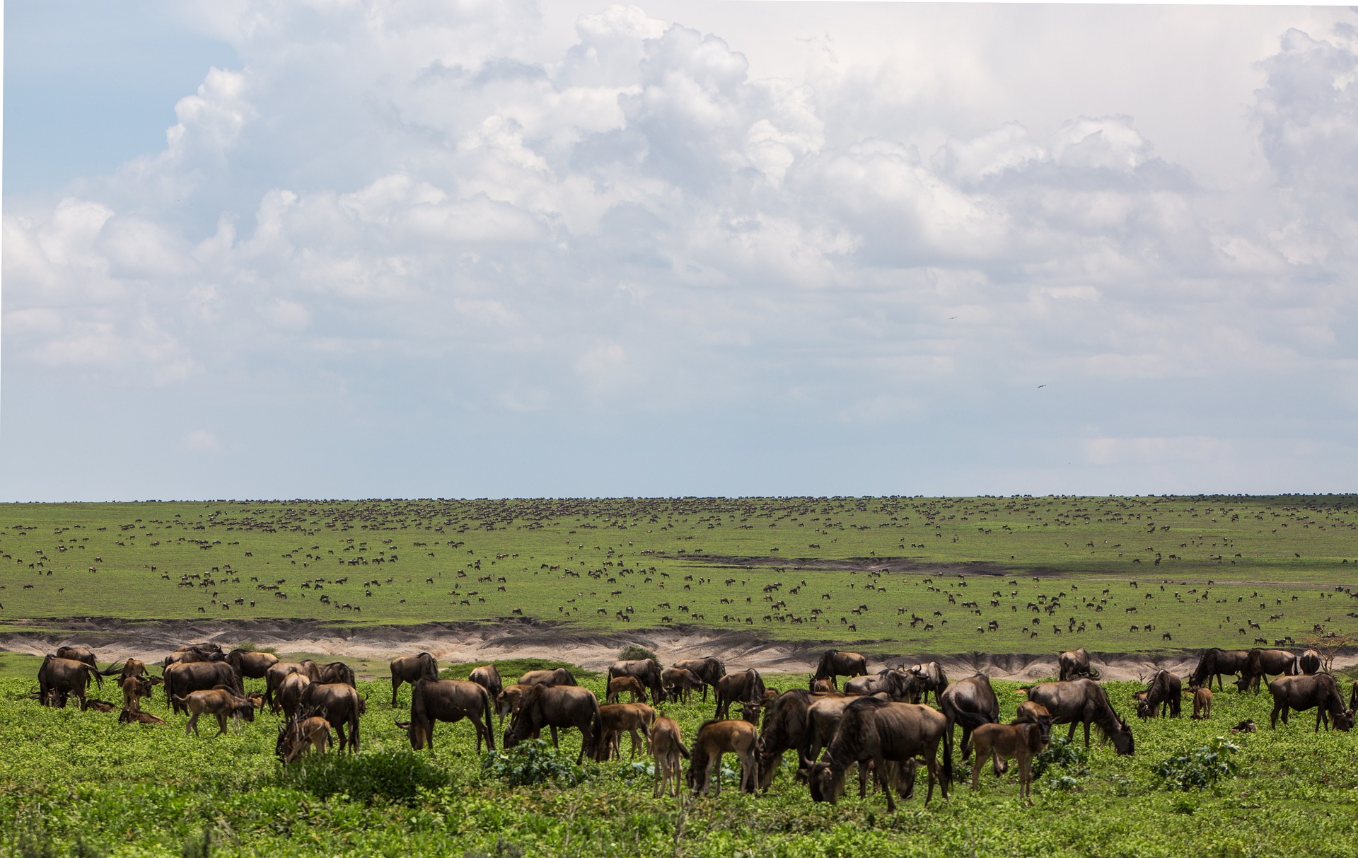 Ndutu calving season.